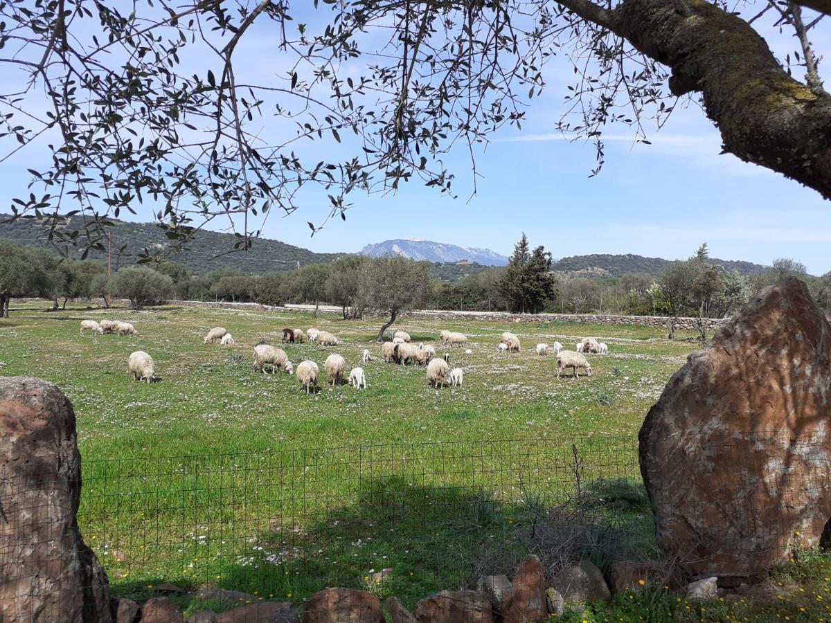 Bed&Breakfast Pira pinta Dorgali Exterior foto