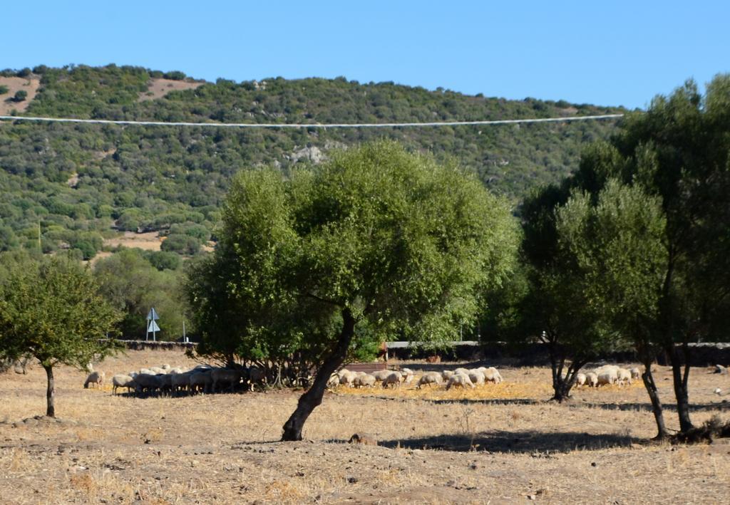 Bed&Breakfast Pira pinta Dorgali Quarto foto